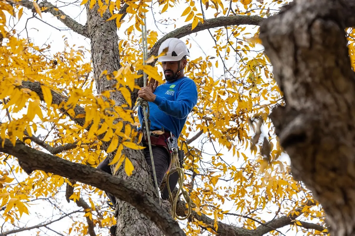 Skilled Storm Damage Cleanup crew working in New Munster